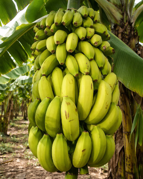 Anamur Muzu 1 Kg