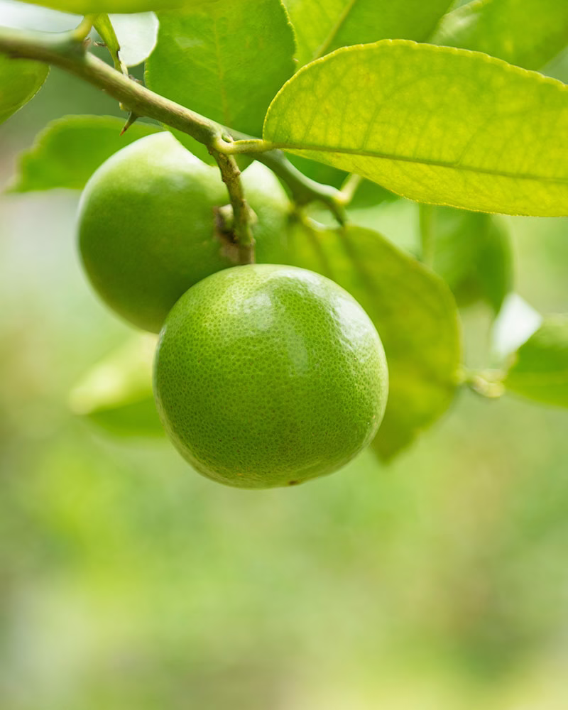 Okitsu Erkenci Mandalina 3 Kg