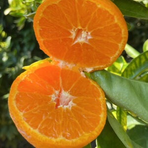 Gold Nugget Mandalina 3 Kg